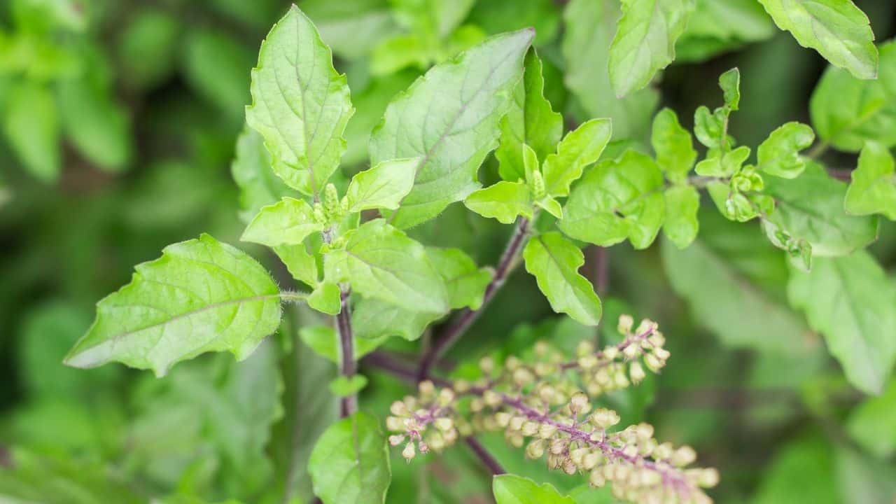 The Best Herbs For Adrenal Fatigue