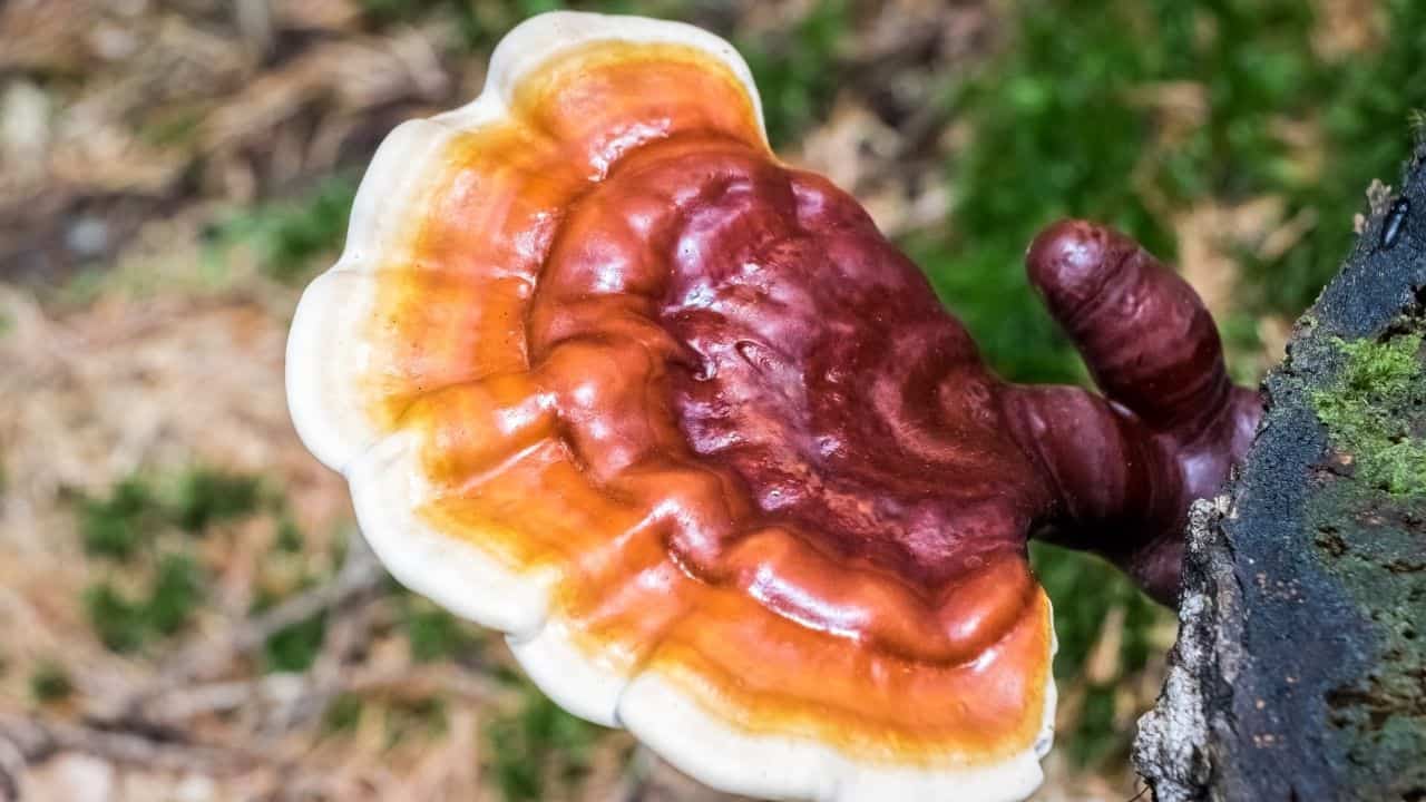 The Best Herbs For Adrenal Fatigue