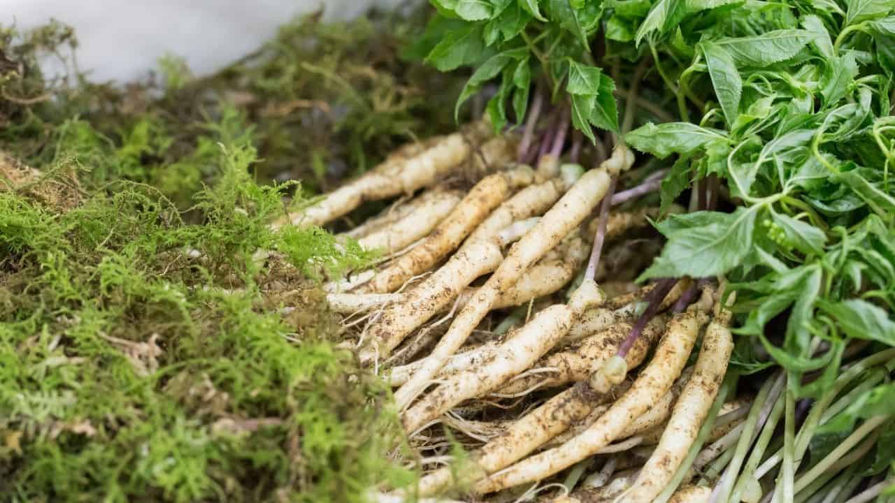The Best Herbs For Adrenal Fatigue