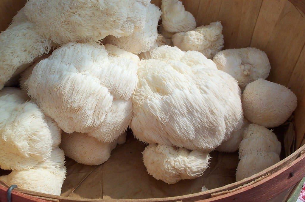 Lion's Mane Mushroom
