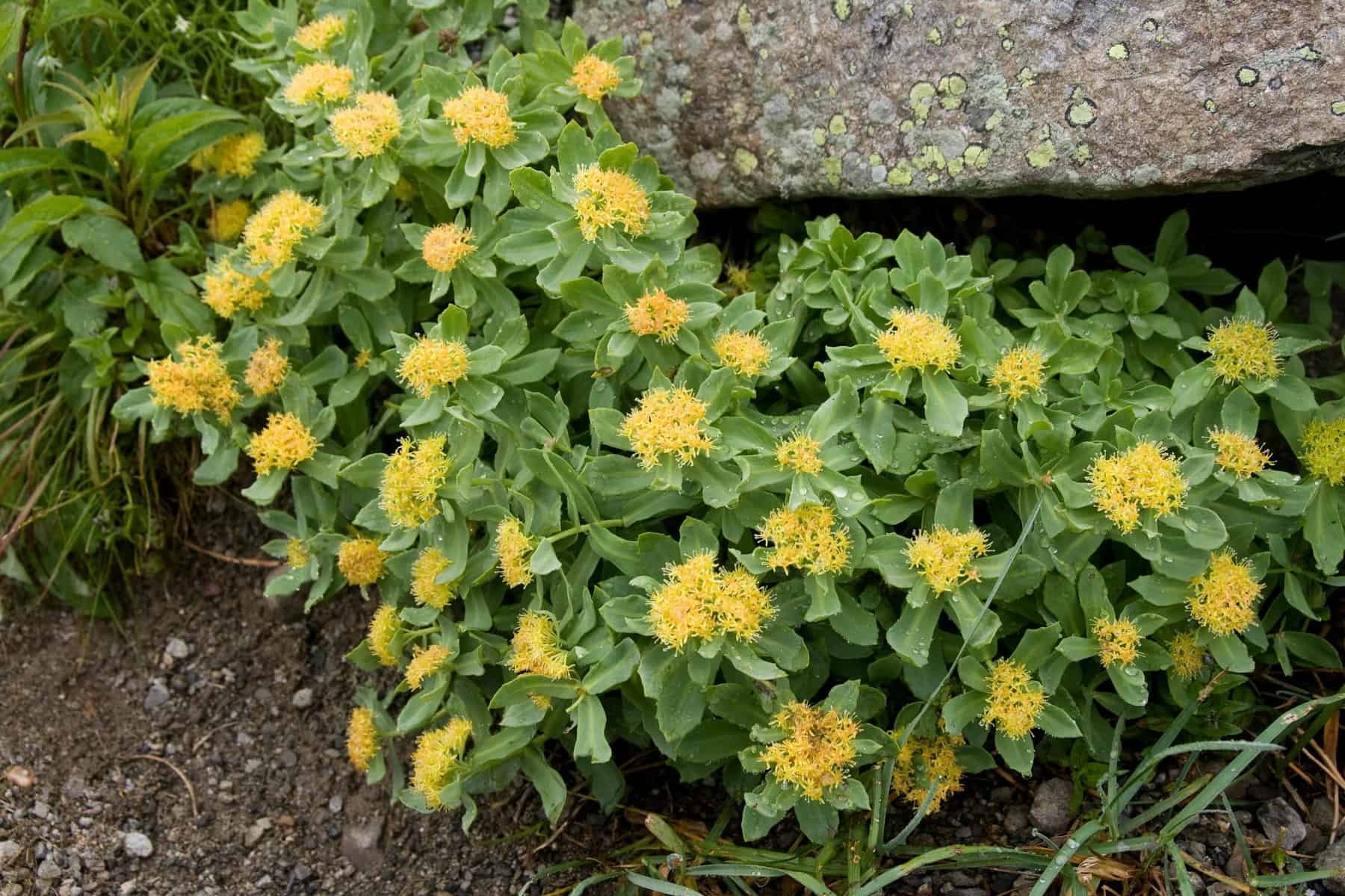 Rhodiola Rosea